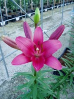 [1656 Batistelo No01.JPG]